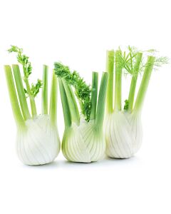 Fresh Fennel Bulbs