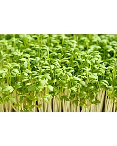 Fresh Cress