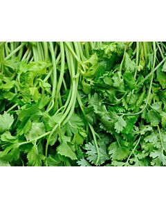 Fresh Coriander