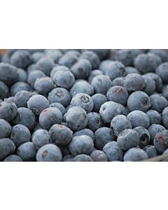 Fresh Blueberries