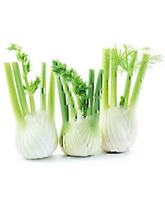 Fresh Fennel Bulbs