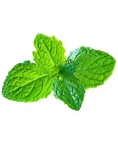 Fresh Mint