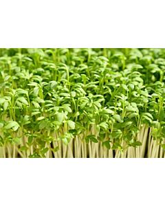 Fresh Cress