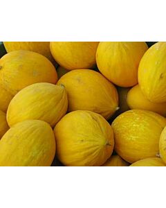 Fresh Gala Melon