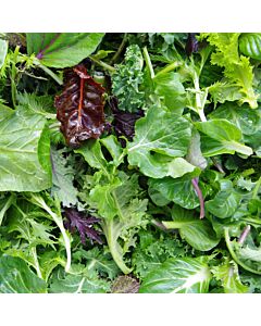 Mixed Baby Leaf Salad