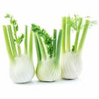 Fresh Fennel Bulbs