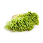Fresh Lollo Blondi Lettuce