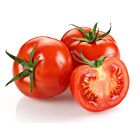 Fresh Round Tomatoes