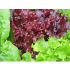 Fresh Lollo Rosso Lettuce