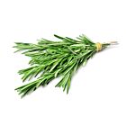 Fresh Rosemary