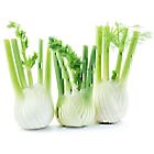 Fresh Fennel Bulbs