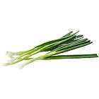 Fresh Spring Onions